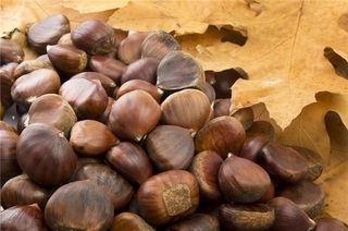 吃板栗上火嗎？板栗吃多了會上火嗎？