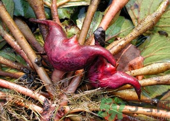 菱角是什么？菱角是什么季節(jié)成熟的？