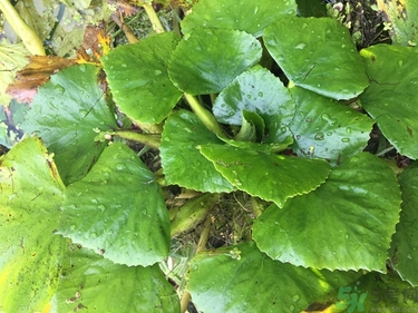 菱角和豬肉能一起吃嗎？菱角和什么不能一起吃？