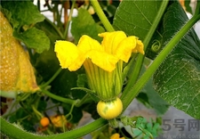 吃南瓜花有什么好處?南瓜花的功效與作用 吃南瓜花有什么好處?南瓜花的功效與作用