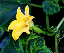 吃南瓜花有什么好處?南瓜花的功效與作用 吃南瓜花有什么好處?南瓜花的功效與作用