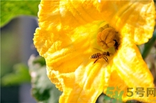 吃南瓜花有什么好處?南瓜花的功效與作用 吃南瓜花有什么好處?南瓜花的功效與作用