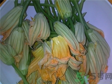 孕婦可以吃南瓜花嗎?孕婦吃南瓜花好嗎 孕婦可以吃南瓜花嗎?孕婦吃南瓜花好嗎