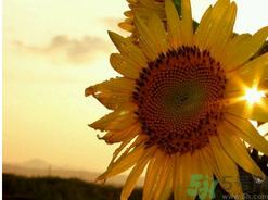  為什么立秋了還這么熱？立秋后要多久才能涼快？