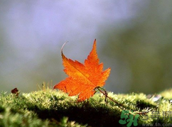  為什么立秋了還這么熱？立秋后要多久才能涼快？