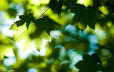 末伏吃什么養(yǎng)生?末伏吃什么好? 末伏吃什么養(yǎng)生?末伏吃什么好?