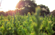 末伏吃什么養(yǎng)生?末伏吃什么好? 末伏吃什么養(yǎng)生?末伏吃什么好?