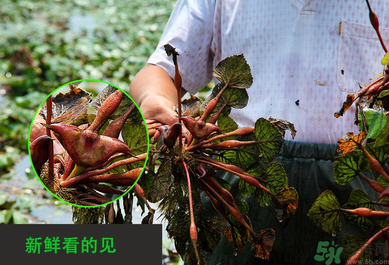 菱角是發(fā)物嗎？菱角是寒性的嗎？