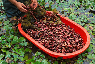 菱角是發(fā)物嗎？菱角是寒性的嗎？