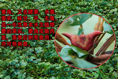 菱角是發(fā)物嗎？菱角是寒性的嗎？