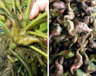 菱角是發(fā)物嗎？菱角是寒性的嗎？