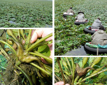 菱角是發(fā)物嗎？菱角是寒性的嗎？