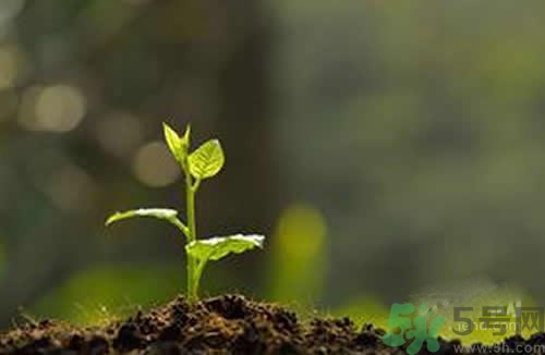 生完孩子后胎盤怎么處理？胎盤的妙用