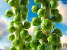 吃孢子甘藍有什么好處?孢子甘藍的功效與作用 吃孢子甘藍有什么好處?孢子甘藍的功效與作用