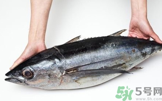 金槍魚的營養(yǎng)價值 金槍魚的功效與作用及食用方法 金槍魚的營養(yǎng)價值 金槍魚的功效與作用及食用方法