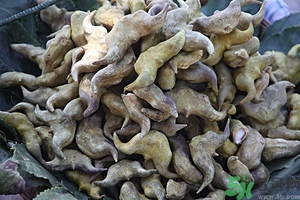 菱角是什么？菱角是什么季節(jié)成熟的？