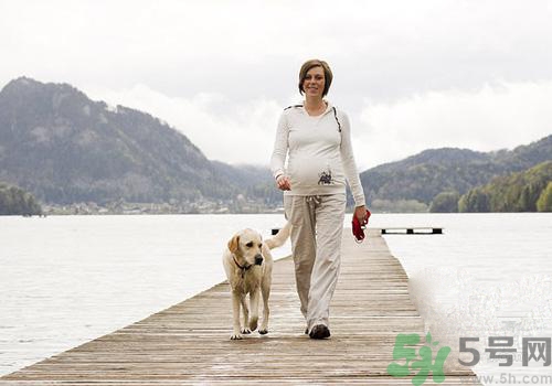 孕婦可以和狗狗在一起嗎？孕婦和狗狗接觸好不好？
