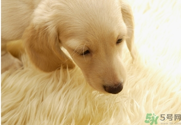 孕婦可以和狗狗在一起嗎？孕婦和狗狗接觸好不好？