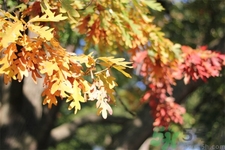 女性秋季防燥需注意哪些？女性秋季防燥吃什么？