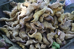 菱角怎么煮好吃?煮菱角要放鹽嗎 菱角怎么煮好吃?煮菱角要放鹽嗎