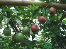 百香果的籽能吃嗎?吃百香果要吐籽嗎? 百香果的籽能吃嗎?吃百香果要吐籽嗎?