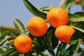 蜜桔的熱量高嗎?一個蜜桔的熱量是多少 蜜桔的熱量高嗎?一個蜜桔的熱量是多少