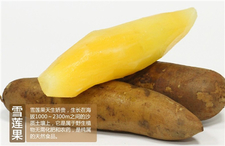 吃雪蓮果有什么好處?雪蓮果的功效與作用 吃雪蓮果有什么好處?雪蓮果的功效與作用