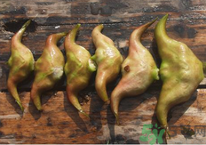 菱角懷孕可以吃嗎？孕婦能吃菱角嗎？