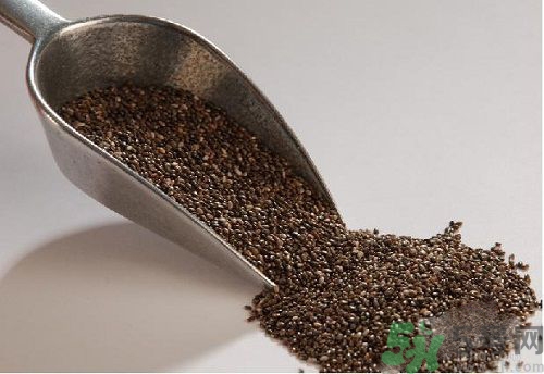 奇亞籽是什么？奇亞籽的功效作用