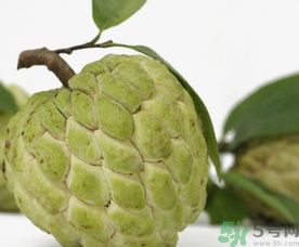 釋迦果怎么吃？釋迦的營養(yǎng)價值功效作用