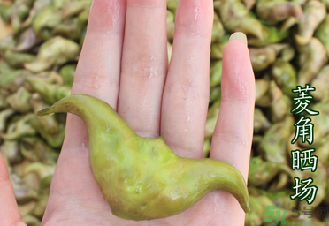 菱角懷孕可以吃嗎？孕婦能吃菱角嗎？