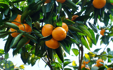 金桔膏可以放多久 金桔膏不放冰箱可以嗎