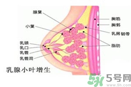 女性乳腺增生的原因是什么？乳腺增生的癥狀有哪些？