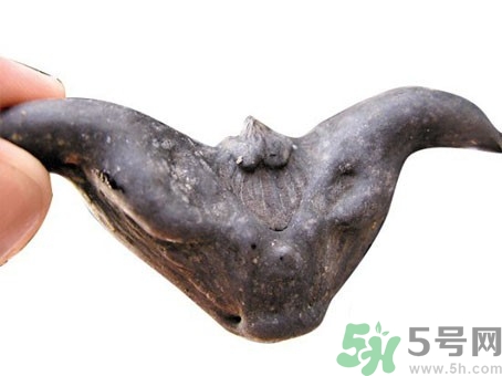 菱角可以炒肉吃嗎?菱角炒肉怎么做 菱角可以炒肉吃嗎?菱角炒肉怎么做