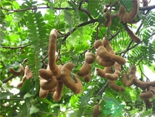 吃酸角有什么好處?酸角的功效與作用 吃酸角有什么好處?酸角的功效與作用