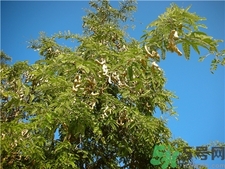 吃酸角有什么好處?酸角的功效與作用 吃酸角有什么好處?酸角的功效與作用