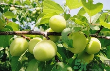 杏子和梅子的區(qū)別是什么?杏子和梅子哪個更好吃? 杏子和梅子的區(qū)別是什么?杏子和梅子哪個更好吃?