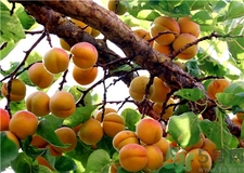 杏子和梅子的區(qū)別是什么?杏子和梅子哪個更好吃? 杏子和梅子的區(qū)別是什么?杏子和梅子哪個更好吃?