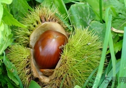 生板栗干了怎么辦?板栗干了還能吃嗎 生板栗干了怎么辦?板栗干了還能吃嗎