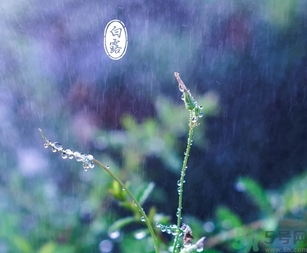 白露茶是什么茶？白露為什么要喝白露茶？