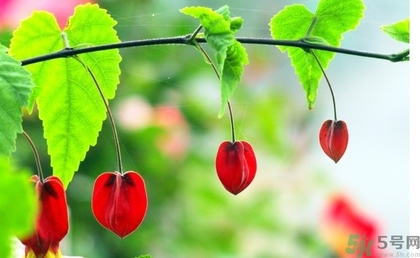 紅姑娘的功效作用 紅姑娘的營養(yǎng)價(jià)值 紅姑娘的功效作用 紅姑娘的營養(yǎng)價(jià)值