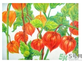 紅姑娘的功效作用 紅姑娘的營養(yǎng)價(jià)值 紅姑娘的功效作用 紅姑娘的營養(yǎng)價(jià)值