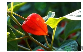 紅姑娘的功效作用 紅姑娘的營養(yǎng)價(jià)值 紅姑娘的功效作用 紅姑娘的營養(yǎng)價(jià)值