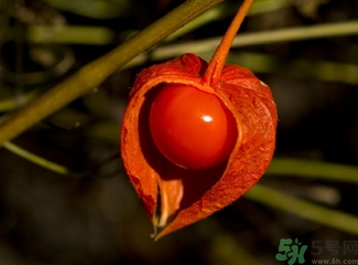 紅姑娘的功效作用 紅姑娘的營養(yǎng)價(jià)值 紅姑娘的功效作用 紅姑娘的營養(yǎng)價(jià)值