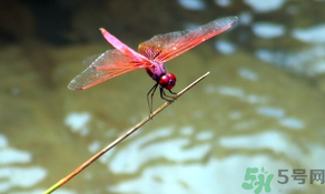 處暑如何養(yǎng)生？處暑養(yǎng)生要注意什么？