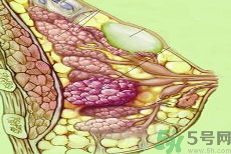 怎樣區(qū)分乳房包塊是良性還是惡性？如何診斷乳房腫塊是惡性還是良性？