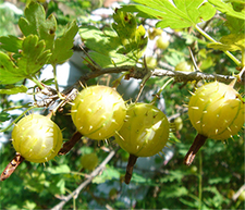 吃刺梨子有什么好處?刺梨子的功效與作用 吃刺梨子有什么好處?刺梨子的功效與作用