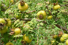 吃刺梨子有什么好處?刺梨子的功效與作用 吃刺梨子有什么好處?刺梨子的功效與作用