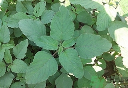 吃莧菜會(huì)長(zhǎng)胖嗎?野莧菜的熱量高嗎 吃莧菜會(huì)長(zhǎng)胖嗎?野莧菜的熱量高嗎