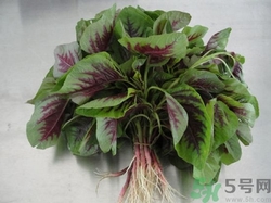 吃莧菜會(huì)長(zhǎng)胖嗎?野莧菜的熱量高嗎 吃莧菜會(huì)長(zhǎng)胖嗎?野莧菜的熱量高嗎